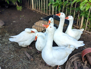 white geese and tortoise
