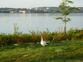 Frontal view of white-morph snow goose standing staring on the St. Lawrence River north shore during a sunny golden hour, Quebec City, Quebec, Canada