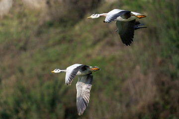Bar-headed Goose in flight. Bar-headed Goose is one of the world's highest-flying birds, known for the extreme altitudes it reaches when migrating across the Himalayas.