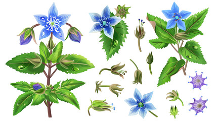 Obraz premium Set of borage elements, featuring star-shaped blue flowers, hairy leaves, and buds, known for their cucumber taste and use in cool drinks