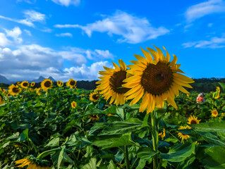 sunflower field in the summer