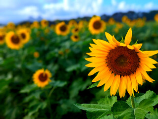 sunflower field with sky