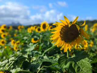sunflower in the field