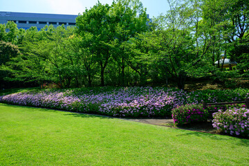 あつぎつつじの丘公園　満開のツツジ