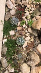 succulents in the garden