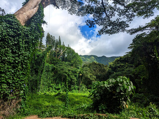 tree in the mountains