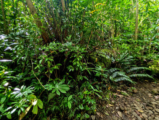 plants in the garden