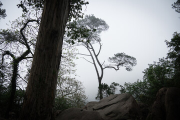 tree in the mountains