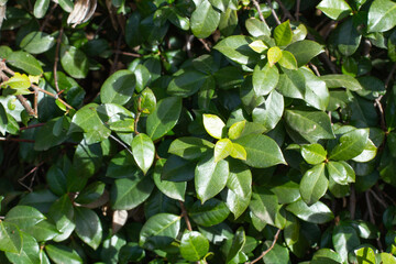 Fondo verde de hojas naturales. Vista de frente y de cerca