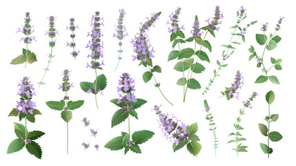 Set of catmint elements, featuring clusters of soft lavender flowers, fragrant green leaves, and dense buds, popular among cat owners and herbalists