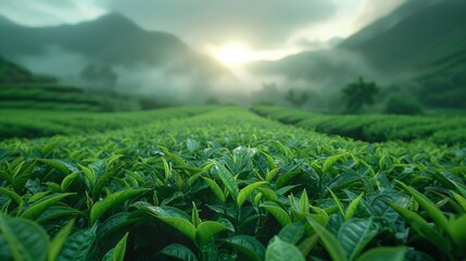 Capturing the Essence of Tradition: Documentary Style Harvesting of Tea Leaves in Vibrant Green Tones