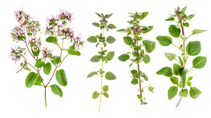 Set of sweet marjoram elements, including small tubular flowers, soft oval leaves, and fragrant stems, essential in Mediterranean cooking,