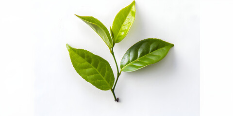 Fototapeta premium A single green tea leaf viewed from above on a white background. Ideal for beverage and wellness-related content.