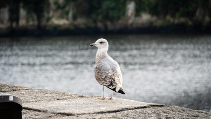 seagull on the beach