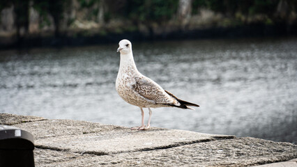seagull on the beach