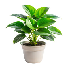 plant in a pot isolated