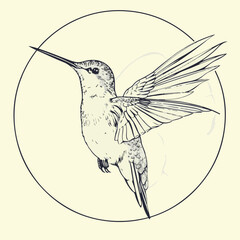 Fototapeta premium Hummingbird in cartoon, doodle style. Image for t-shirt, web, mobile apps and ui. Isolated 2d vector illustration in logo, icon, sketch style, Eps 10. AI Generative