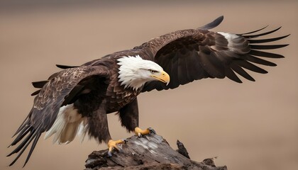 An Eagle With Its Feathers Rustling In The Wind As Upscaled