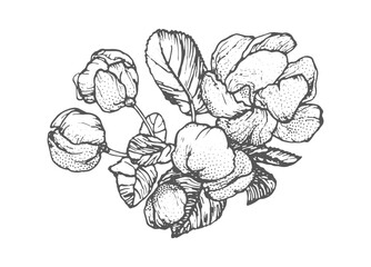 Spring flowers drawing with line-art on white background