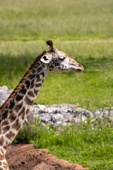 Masai Giraffe