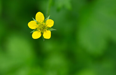 Beautiful close-up of geum urbanum