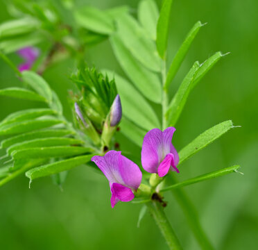 Beautiful close-up of vicia sativa