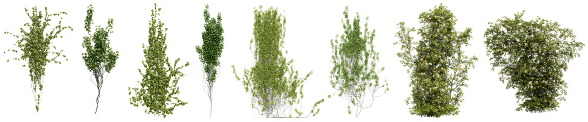 Set of Ivy and vine plant for decorate wall and fence with isolated on transparent background. png file, 3d rendering illustration, clip art and cut