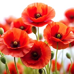 Vibrant Red Poppies in Bloom