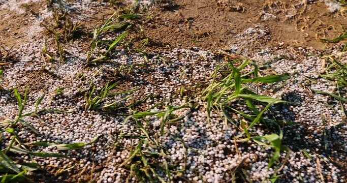 destruction of the wheat crop using a large amount of fertilizers, chemical fertilizers from an overabundance of which a part of the wheat crop was destroyed
