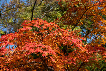 Colorful leaves, autumn season with beautiful bokeh and sky in the background