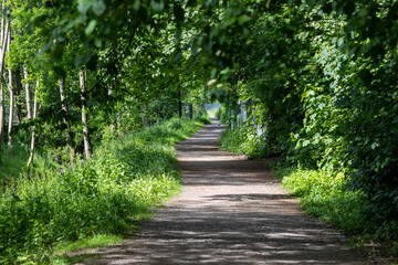 A path through a forest with trees on either side