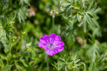 A purple flower with a white center is in the foreground of a green background