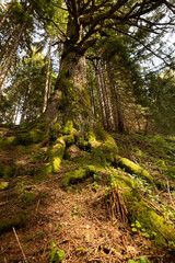 Alter Baum in Berchtesgaden