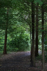 Fototapeta premium Trees in City Park in New Orleans