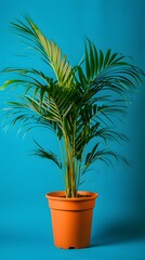 Fototapeta premium A plant in a pot on a blue surface