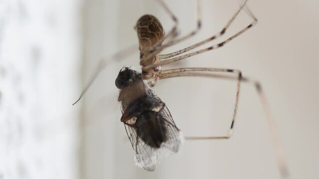  haymaker spider with long legs holds a fly indoors, side view, macro