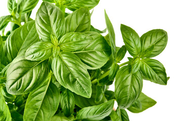 Fresh organic Basil Leaves, isolated on white background