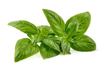 Raw Green Organic Basil leaves, isolated on white background