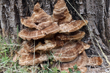 Champignons de matte