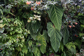 Anthurium Marmoratum, Anthurium Queremalense, Anthurium Metallicum growing bushy in the rain...