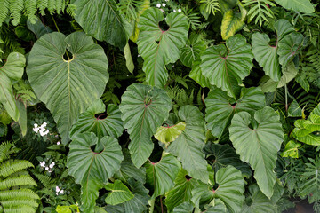 Anthurium Decipiens, Anthurium Salgarense growing bushy in the rain forest. Anthurium plant foliage background. Vertical garden © JCM