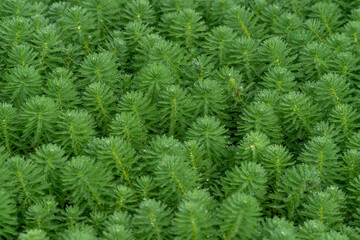 Green Hydrilla plants near water source, water drops in green plants
