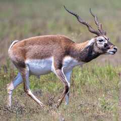 A Buck of Blackbuck (Antilope cervicapra) is a medium-sized antelope native to India & Nepal. A male Blackbuck close-up