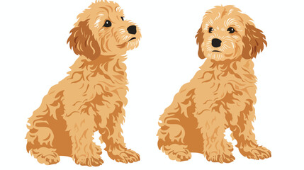 Cute Goldendoodle breed dog. Trained loyal Lab
