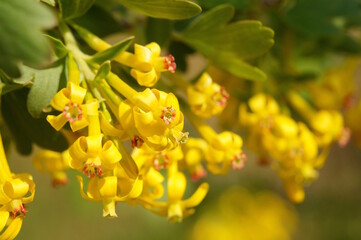 A flowering branch of currant.  It's springtime. Blossom.