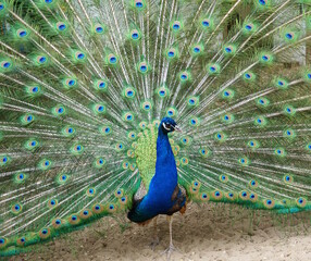Naklejka premium A beautiful peacock with its tail spread out.
