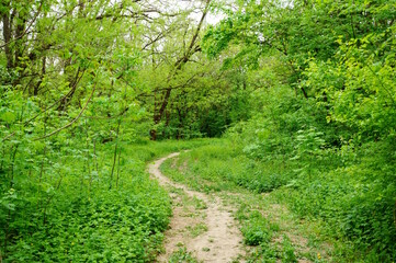 A path in a green grove. The natural landscape.