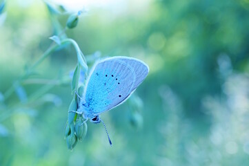 A beautiful little butterfly in nature. Wildlife. Fabulous beauty.