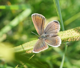A beautiful little butterfly in nature. Wildlife. Fabulous beauty.