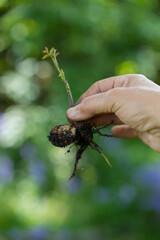 Walnut tree sapling in female hand